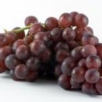 Dieta troppo grassa? L’estratto d’acini di uva protegge i reni