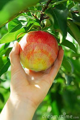 GREEN JOBS - RACCOLTA FRAGOLE, MELE E PERE IN DANIMARCA