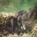 Newborn Bornean orangutan baby in Nyiregyhaza