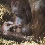 La femmina di orango con il suo cucciolo di 12 giorni: le foto