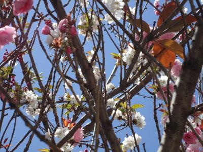 Strani alberi a San Francisco Strani alberi a San Francisco
