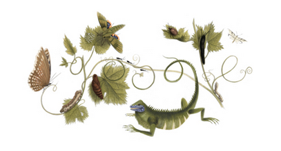 Da Google un doodle per celebrare Anna Maria Sibylla Merian Anna Maria Sibylla Merian