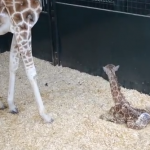 Usa, la giraffa si alza in piedi per la prima volta (video)