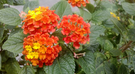 Arrivano i primi scatti realizzati con il Lumia 520 po