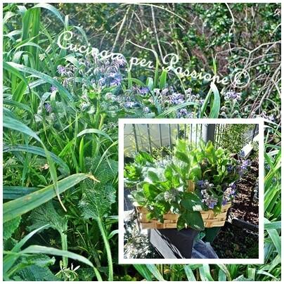 Anche se un po’ a stento è arrivata la Primavera con il suo carico di erbe di campo… collage borragine (2)