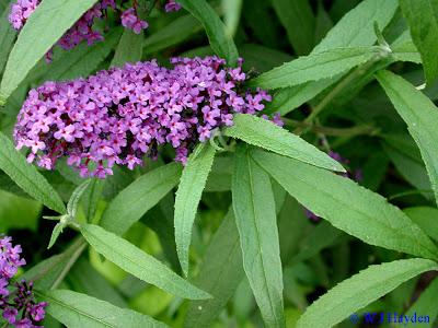 La Buddleja Davidii: la pianta amata dalle Farfalle