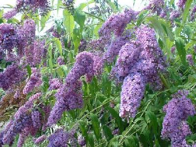 La Buddleja Davidii: la pianta amata dalle Farfalle