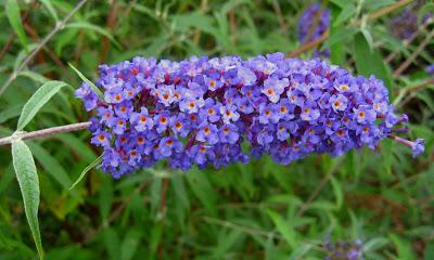 La Buddleja Davidii: la pianta amata dalle Farfalle