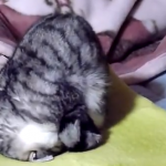 Il gatto dorme nella posizione yoga (video)