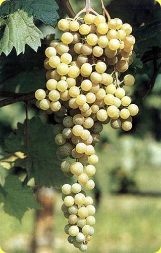 albanadiromagna1 albanadiromagna1