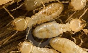 Le termiti autrici dei cerchi delle fate