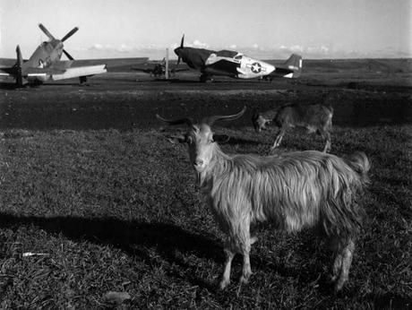 Gli avieri afroamericani di stanza a Ramitelli, tra Puglia e Molise, nel 1944/1945