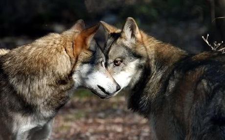due lupi