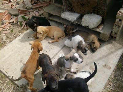 35 cuccioli rischiano la vita – Cercasi famiglie adottive e/o volontari