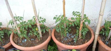Non servono grandi vasi per coltivare i pomodori sul balcone