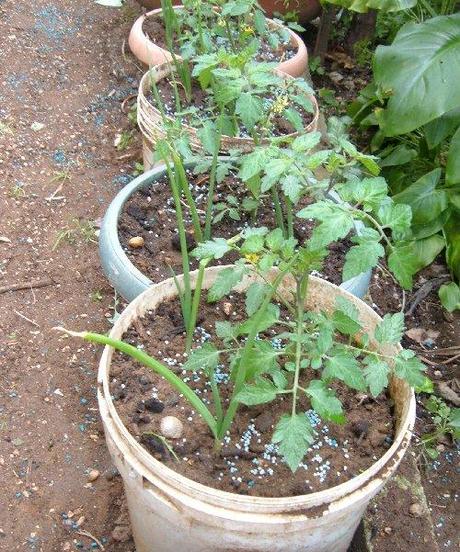 Non servono grandi vasi per coltivare i pomodori sul balcone