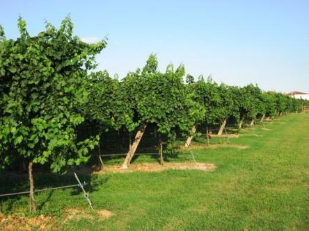 Un corso di formazione per chi vuol lavorare in agricoltura campo 2