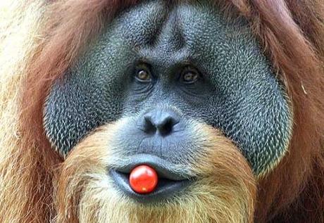 Borneo, una nuova popolazione di oranghi