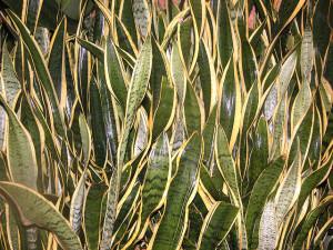 sansevieria,sanseviera,sansevieria trifasciata,bedroom plant