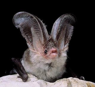 Nuova specie di pipistrello scoperta in Sardegna