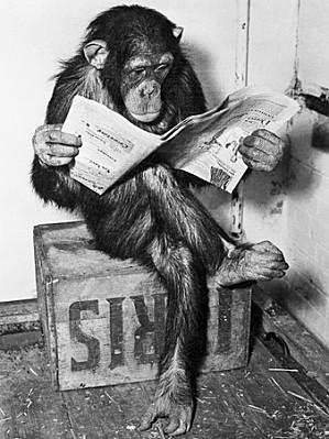 bettmann-chimpanzee-reading-newspaper.jpg