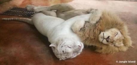 Una tigre bianca femmina ed un leone maschio abbracciati al Bioparco di Miami