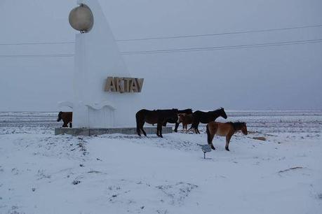 800px-Horses_in_Mangystau_Province,_Kazakhstan