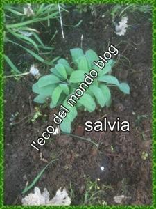 COSA SEMINARE AD APRILE SUL BALCONE E NELL'ORTO:bieda, spinaci,basilico, peperoncini, ravanelli, lampone,fagiolini nani,pomodoriniciliegino,asparagi,zucca, cetrioli, fragole, melanzana, peperoni,rosmarino,lavanda e muscari.