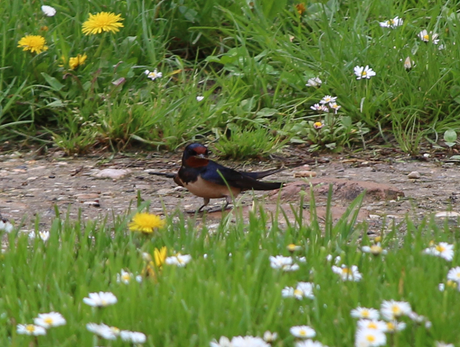 Una rondine a passeggio Una rondine a passeggio