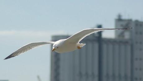 IL MONDO DEI BIRDERS