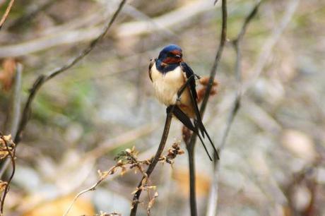 IL MONDO DEI BIRDERS