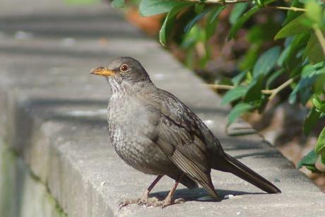 IL MONDO DEI BIRDERS