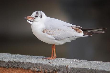 IL MONDO DEI BIRDERS