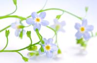 L'angelo giardiniere angelo-giardiniere