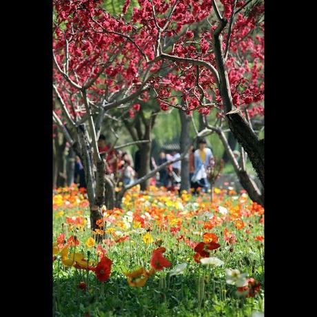 Fiori, cocco e passeggiate all'Antico Palazzo d'Estate