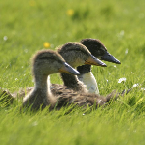 Come diventare un mago di GIMP: ventuno modalità di livello chiamate anche «modalità di sfumatura». Imagini (sfondi) usate come esempi per le modalità di livello