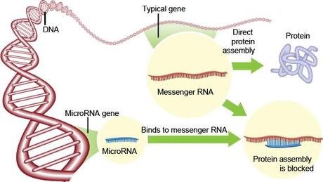 MicroRNA: la nuova frontiera per riparare i cuori danneggiati