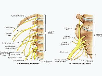 Postura: Straight Leg Raising (SLR) Test