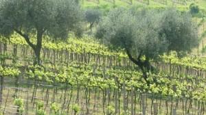 Bacco e il coraggio delle donne Vigneti a Bertinoro