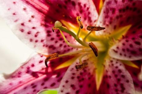 Il giglio tigrato - Lilium lancifolium Il giglio tigrato - Lilium lancifolium