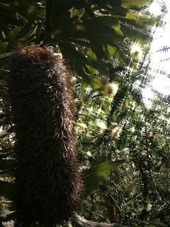 Botaniscer Garten Berlin