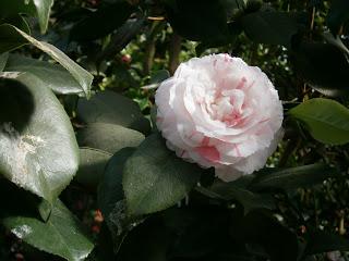 Botaniscer Garten Berlin