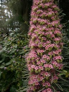 Botaniscer Garten Berlin