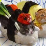 I gatti nel sushi, l’idea di un’azienda giapponese