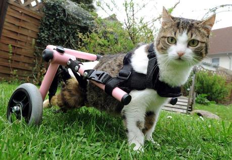 Animali? Una gatta con sedia a rotelle..adotta dei gattini!