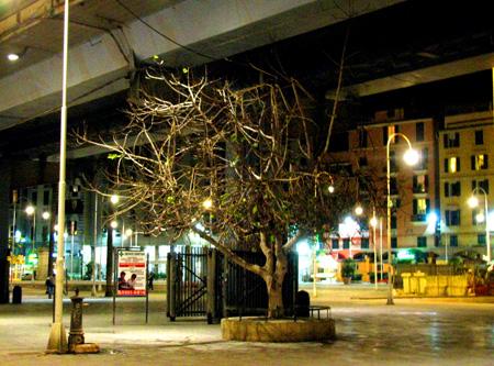 Un albero sull’asfalto