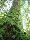 Malesia: il governo del Sarawak annuncia la distruzione di un milione di ettari di foreste tropicali Malesia: il governo del Sarawak annuncia la distruzione di un milione di ettari di foreste tropicali