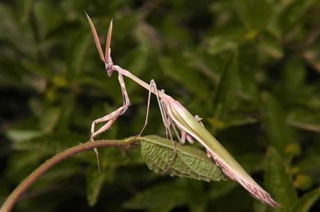 Empusa pennata