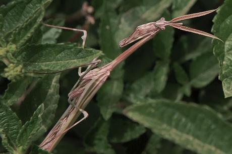 Empusa pennata