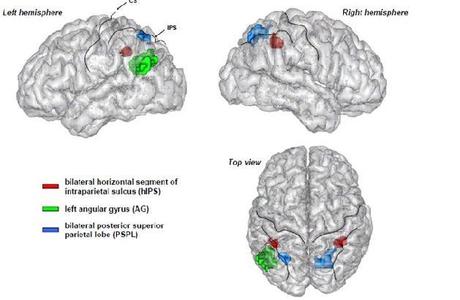 Il cervello matematico